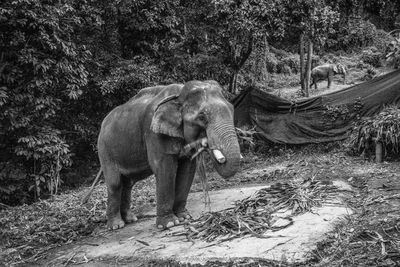 Elephant standing in a forest