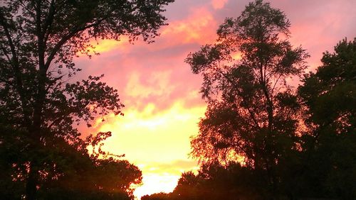 Silhouette of trees at sunset