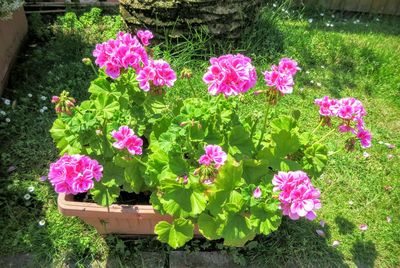 Close-up of pink flowers