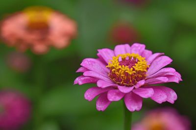 Close-up of pink flower blooming outdoors