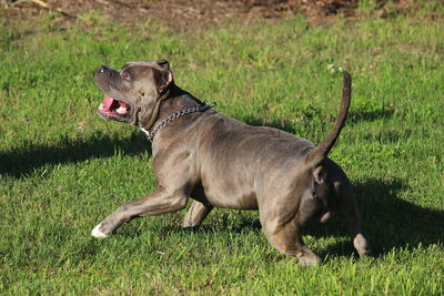 Side view of a dog on field