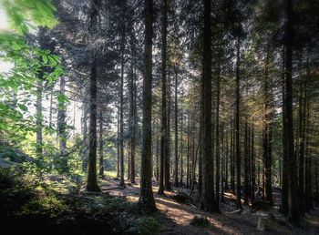 View of trees in forest