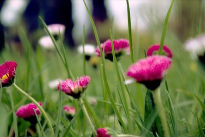 Close-up of pink flowering plants on field