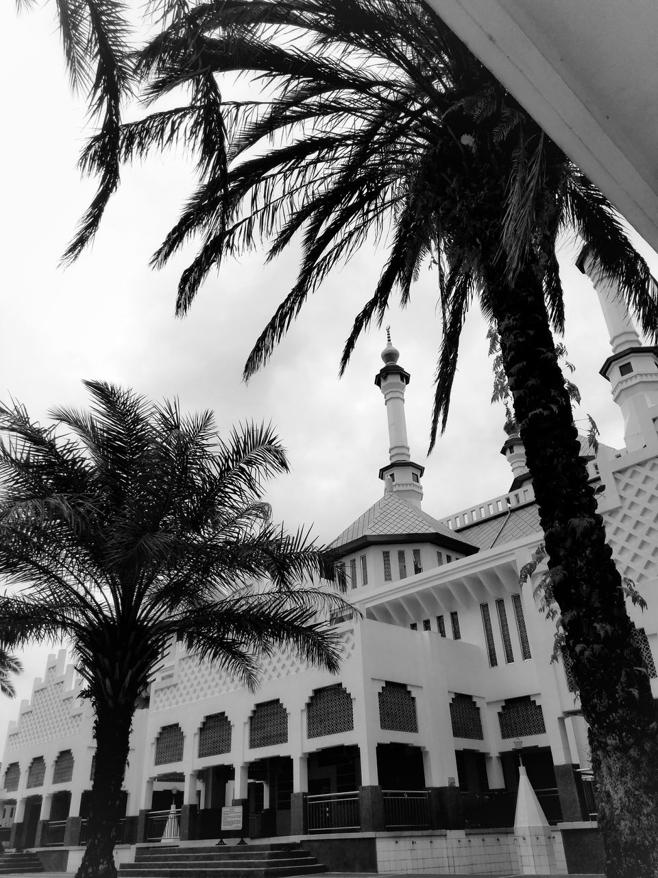 LOW ANGLE VIEW OF PALM TREES