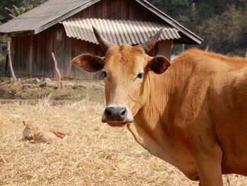 Cows in a farm in southern laos.