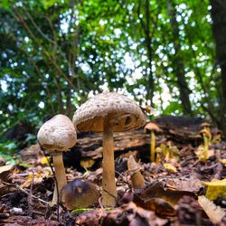 Close-up of mushroom growing on field