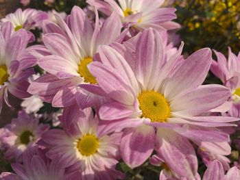 Close-up of pink flowering plants