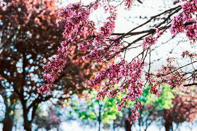 Low angle view of pink flowers