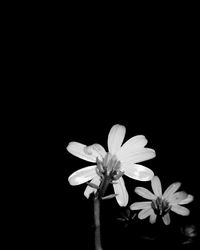 Close-up of flower blooming against black background