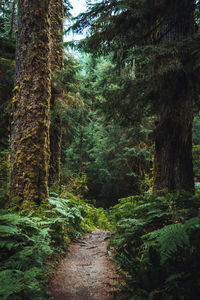 Trail amidst trees in forest