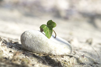 Close-up of pebbles on sand