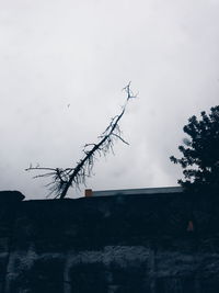 Low angle view of silhouette tree and building against sky