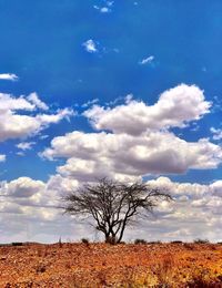 Bare tree on field against sky
