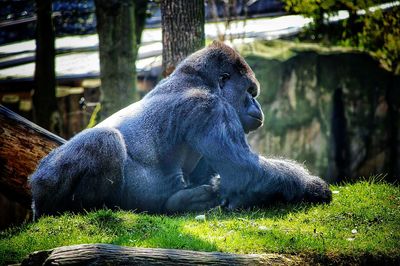 Close-up of gorilla 