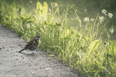 Close-up of bird perching on grass