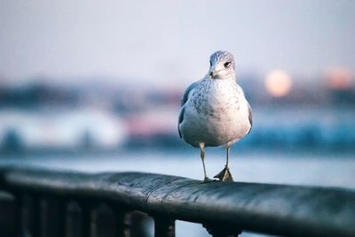 Close-up of seagull perching on railing