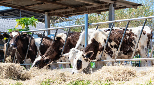 View of an animal pen