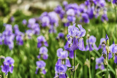 Close-up of purple flowering plants on field