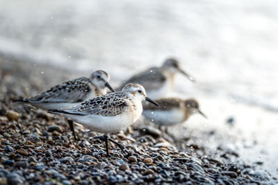 Birds at lakeshore