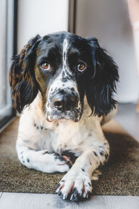 Close-up portrait of dog relaxing on floor at home