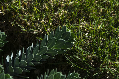 Close-up of fresh plants on field