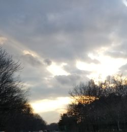 Low angle view of trees against sky