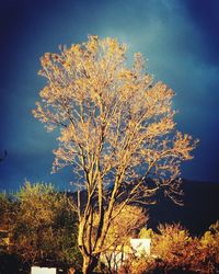 Close-up of flower tree against sky at dusk