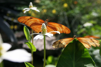 Close-up of butterfly pollinating on flower