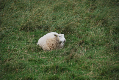 Female sheep lying in grass.