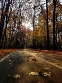 Sunlight falling on road amidst trees during autumn