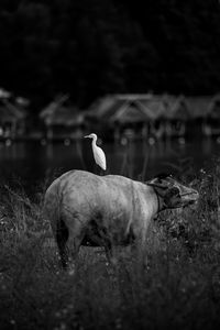 Buffalo and cattle egret