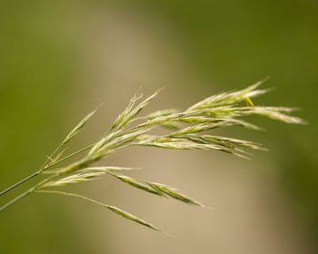 Close-up of stalks in field