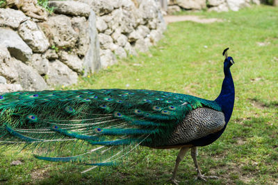 Close-up of peacock