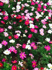 Full frame shot of pink flowers