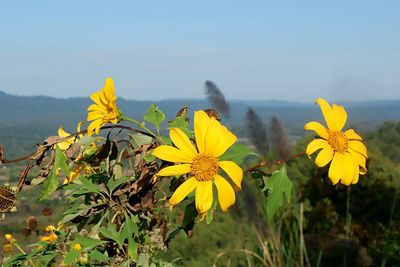 Close-up of yellow flowers blooming against sky