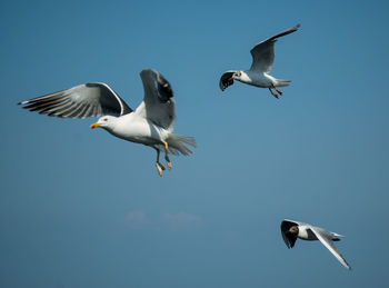 Low angle view of seagulls flying