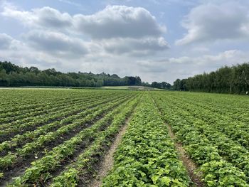 Scenic view of agricultural field against sky