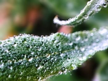 Close-up of dew on plant
