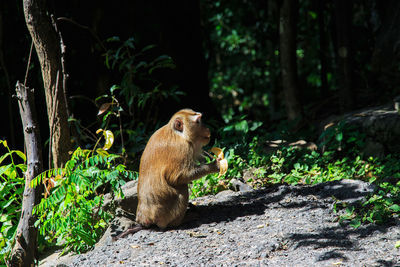 Lion sitting in a forest