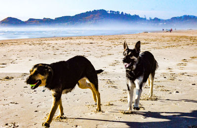 Dogs on beach against sky