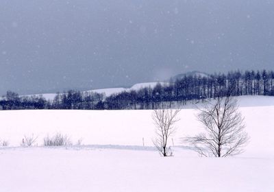 Bare trees on snow covered field