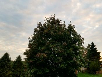 Low angle view of trees against sky