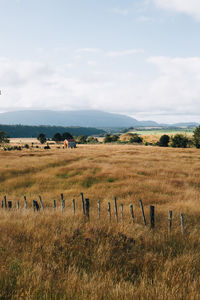 View of sheep on field against sky