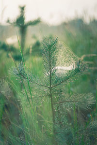 Close-up of crop growing on field