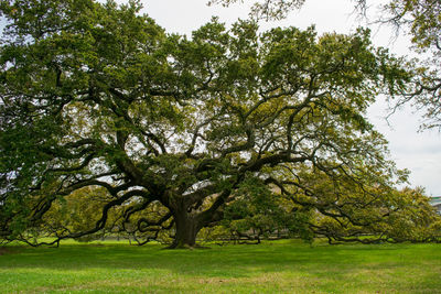 Trees on field against sky