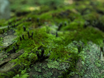 Close-up of moss on rock