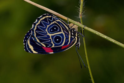 Close-up of butterfly on plant