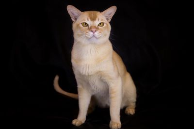 Portrait of cat sitting against black background