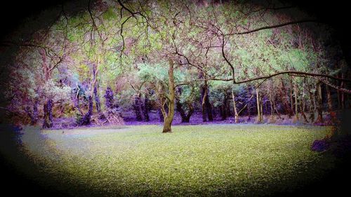 Trees growing on landscape