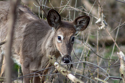 Close-up of deer